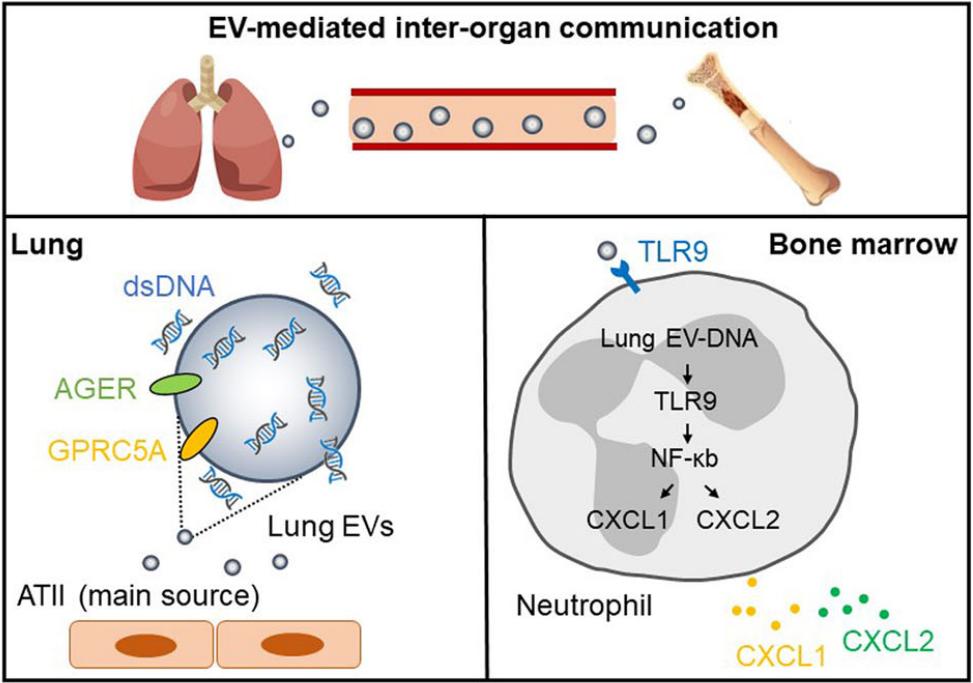 Lung EVs enhance the recruitment of neutrophils.