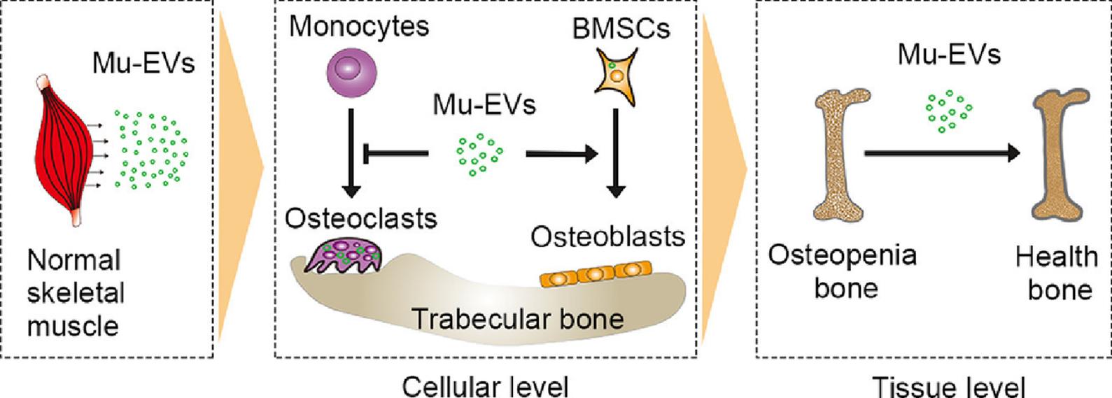 Muscle exosomes improve osteoporosis.