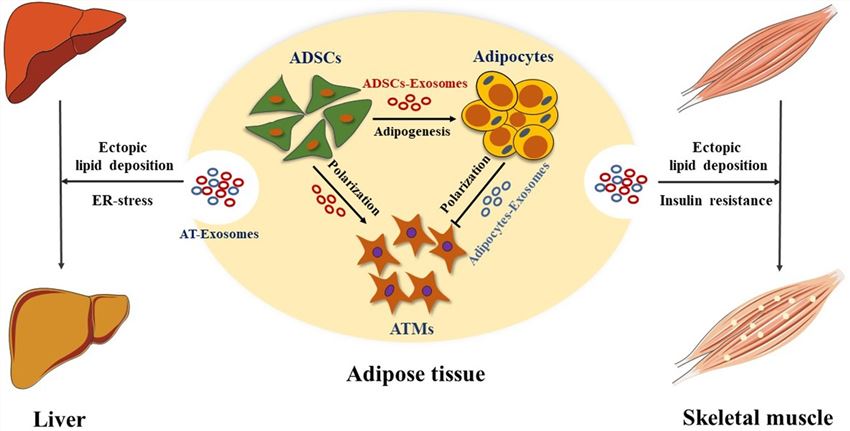 Adipose tissue-derived exosomes regulate ATM polarization and adipogenesis. (Zhao, et al., 2021)