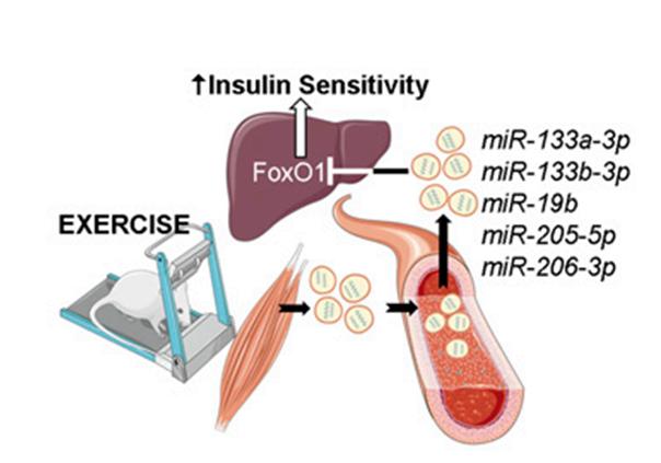 Proposed model of HIIT-induced muscle-derived exosomes improving insulin sensitivity.