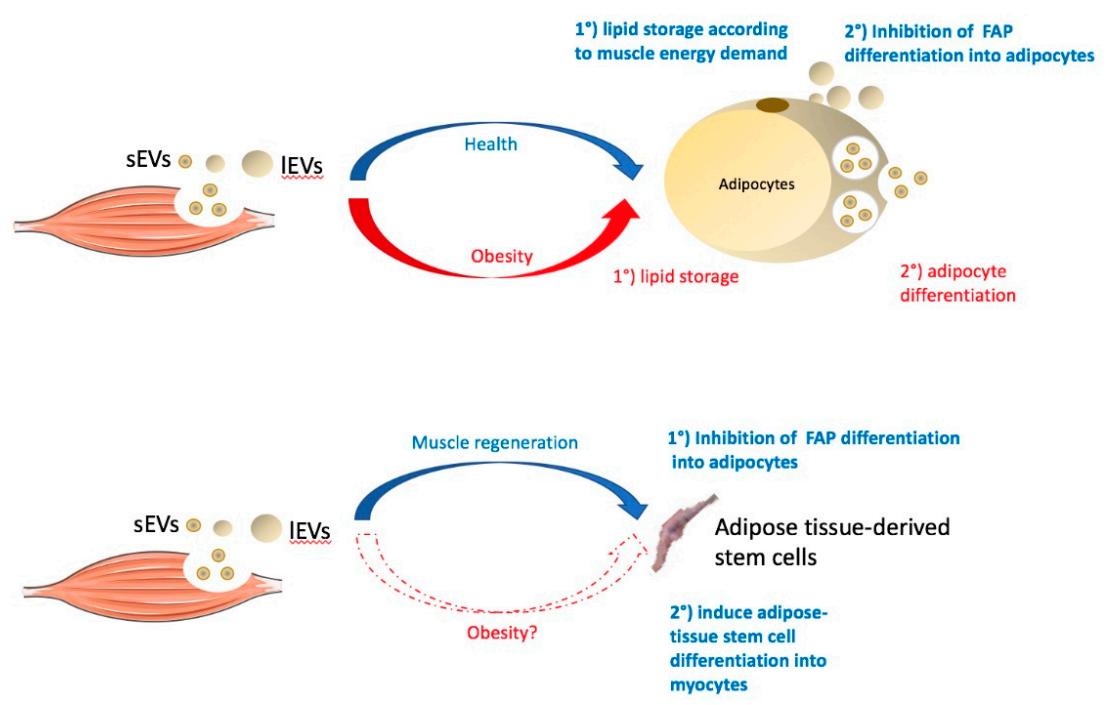 Fig.2 The effect of skeletal muscle-derived extracellular vesicles. (Rome, 2022)