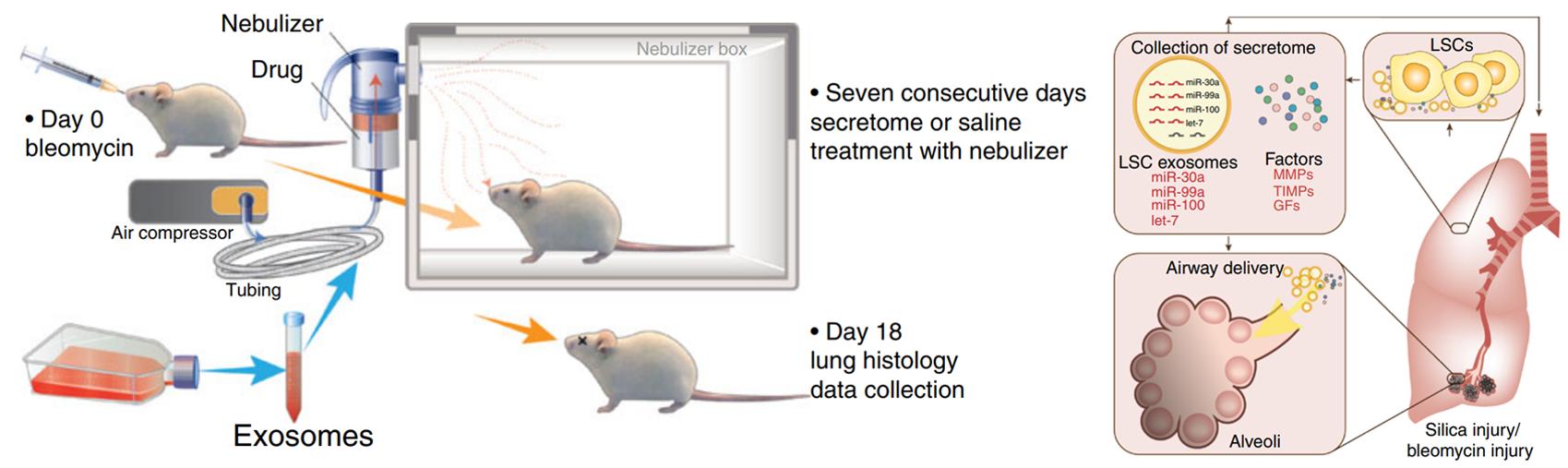 Fig.2 Nebulized inhalation of LSC-secreted exosomes and soluble factors modulates alveolar repair and fibrosis in rats.
