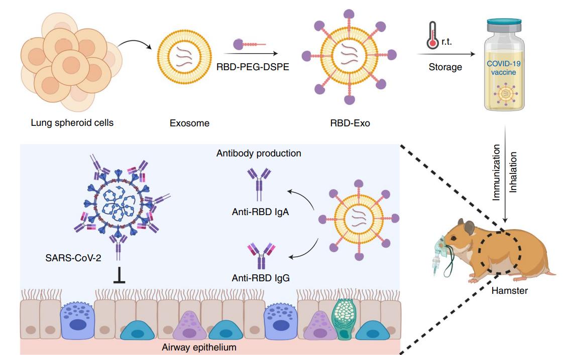Fig.3 Inhalation of RBD-Exo vaccine protects hamster lungs.