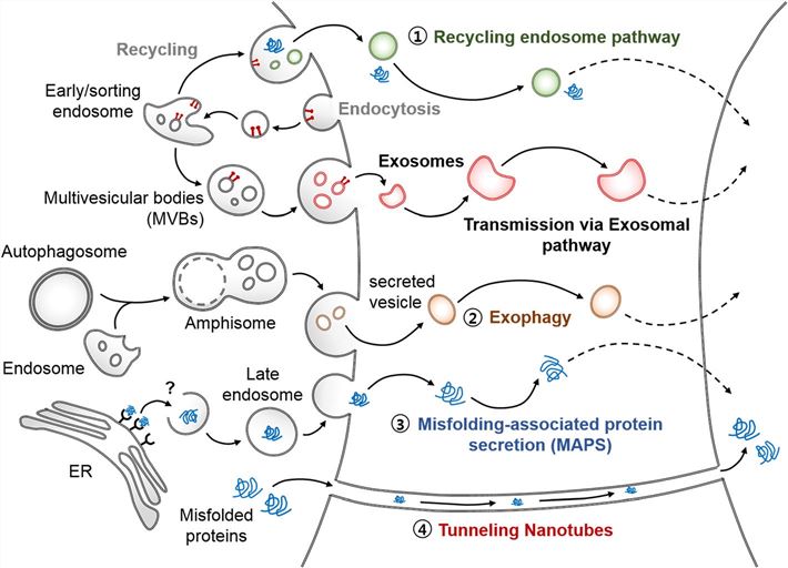Interneuronal protein aggregate transmission alternative to the one involving exosomes. (Lim & Lee, 2017)