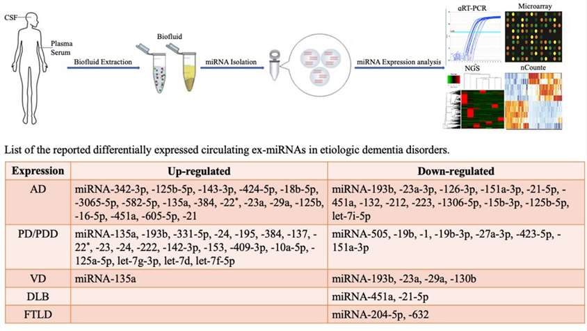Circulating exosomal miRNAs may serve as biomarkers for dementia. (Dong, et al., 2020)