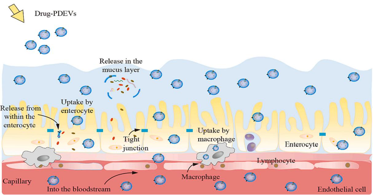 Fig.1 Schematic illustration of drug delivery and absorption mechanisms for PDEVs (plant-derived extracellular vesicles) as oral drug carriers.