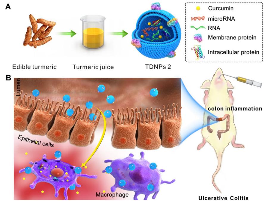Fig.2 Schematic illustration of turmeric-derived nanoparticles isolation and targeted ulcerative colitis therapy via oral administration.