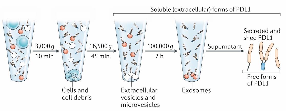 Isolation of different forms of soluble (extracellular) PD-L1.