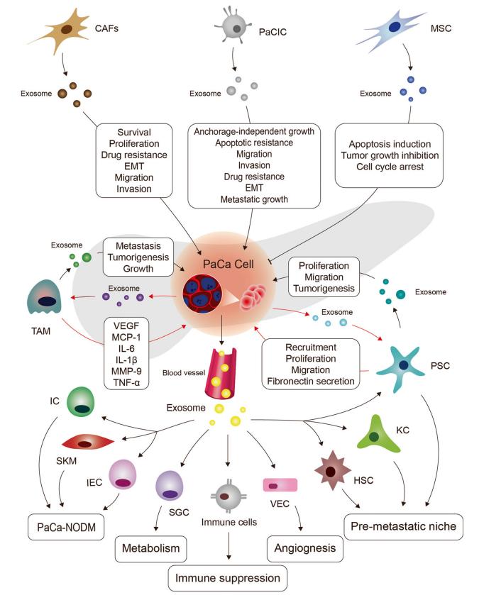 Intercellular crosstalk in pancreatic cancer.