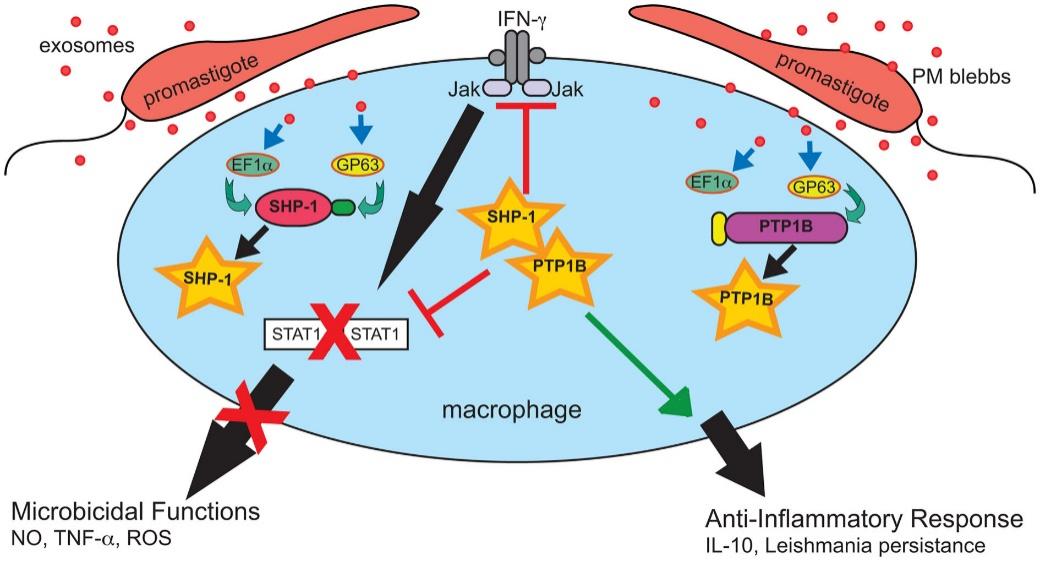 Leishmania exosomes deliver preemptive strikes targeting host cell signaling machinery to create an anti-inflammatory pro-parasitic environment for eventual Leishmania invasion and the establishment of infection.