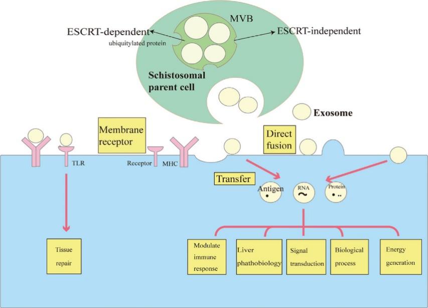 Fig.2 The biology and functions of exosomes in schistosomiasis.