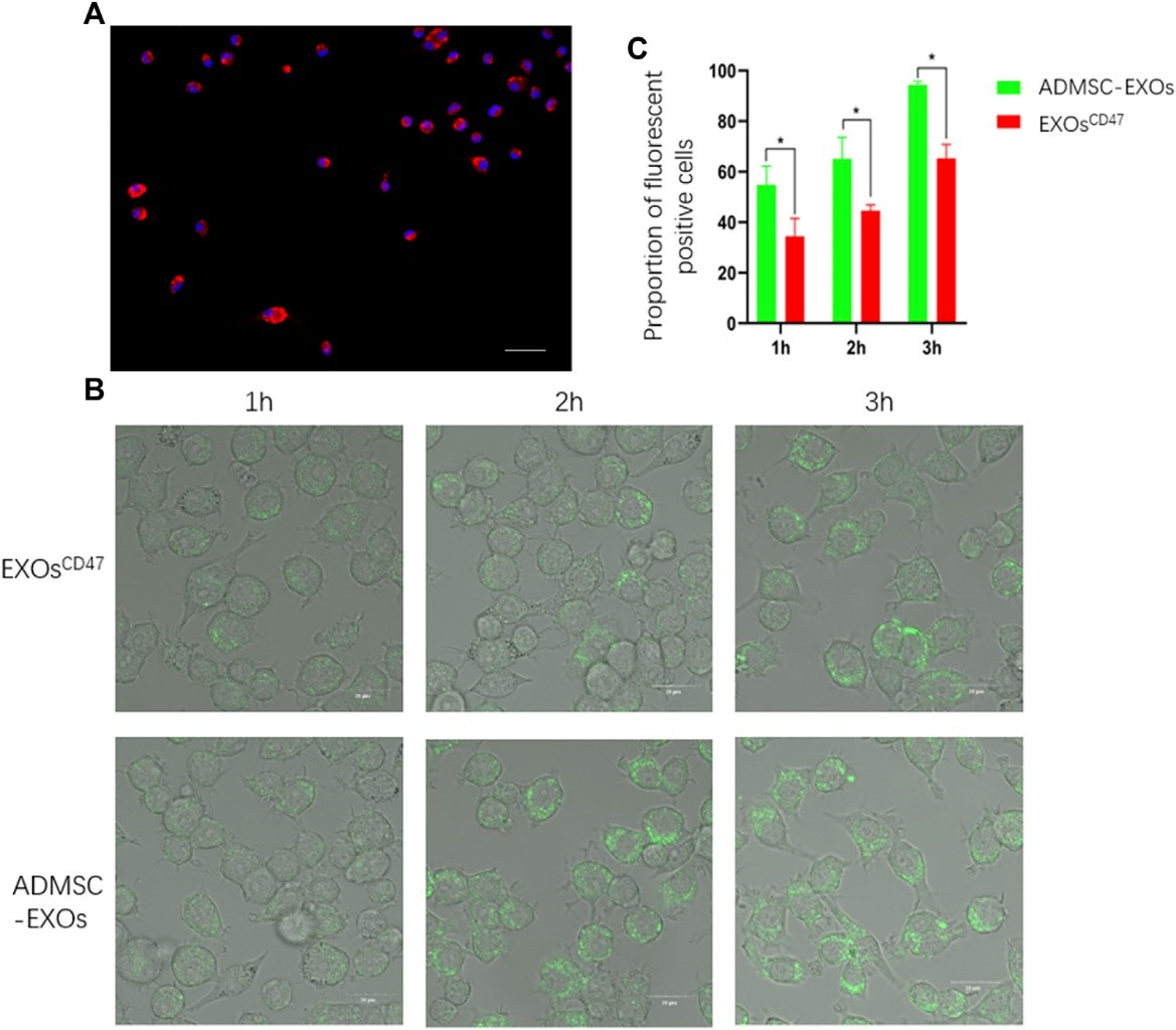 Immunofluorescence analysis of the phagocytosis of EXOsCD47.