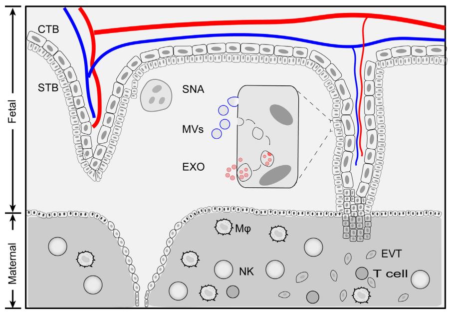 Fig.1 Exosomes from placenta tissue. (Bai, et al., 2021)