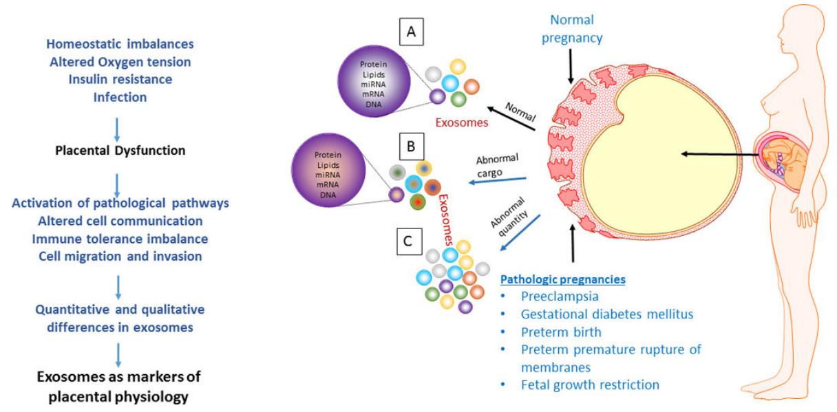 Placental exosomes in normal and pathologic pregnancies.