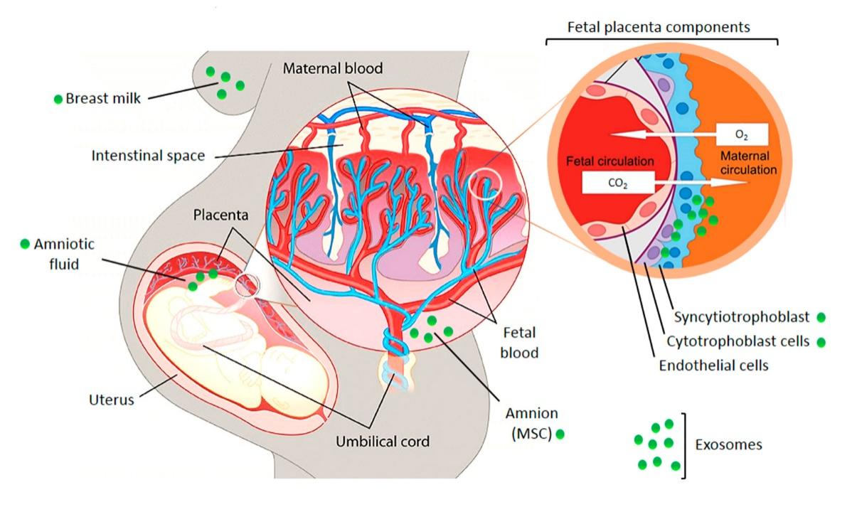 Fig.1 Illustration of the fetal placental barrier that separates fetal and maternal circulations in the human placenta.