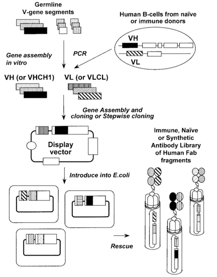 Construction of a human Ab library displayed on phage. 