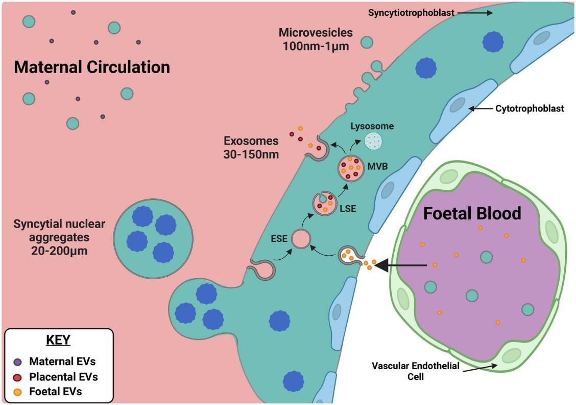 Fig.1 Trafficking and production of extracellular vesicles by the placental syncytiotrophoblast.