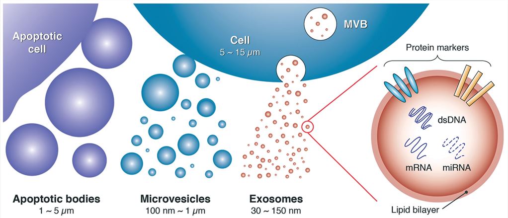 Exosomes and other extracellular vesicles.