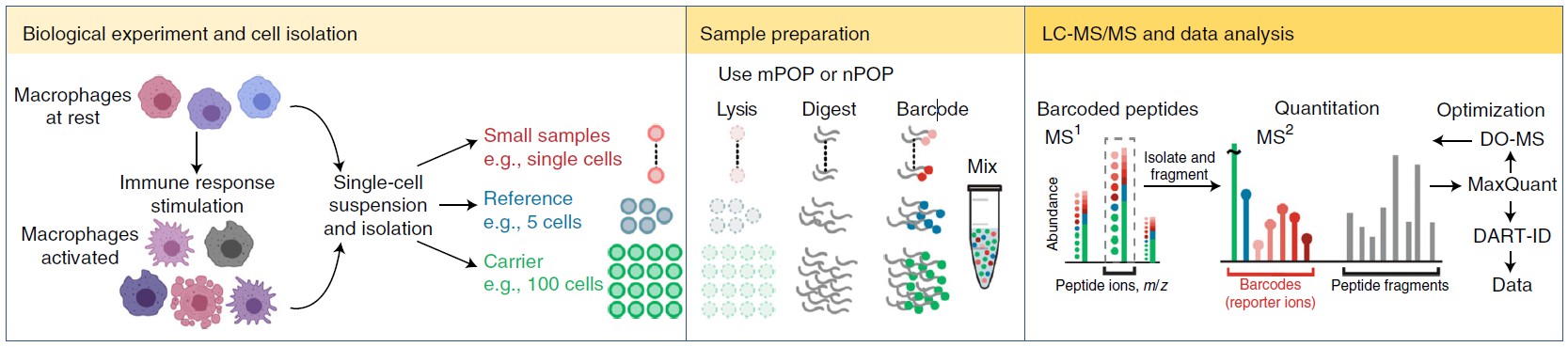 Single-cell proteomics with SCoPE2.