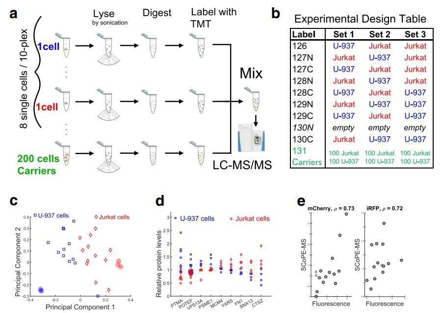 SCoPE-MS for classifying single cancer cells. (Budnik, et al., 2018)