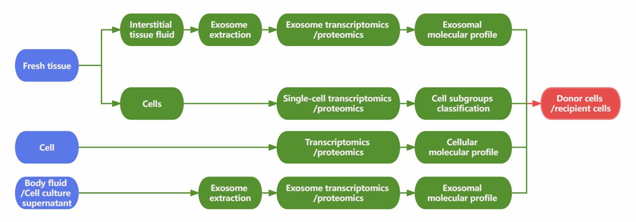 Single-cell and exosome combined research workflow.