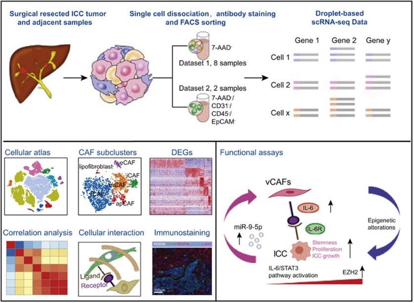 Schematic overview of the single-cell transcriptomic architecture and intercellular crosstalk of human intrahepatic cholangiocarcinoma.