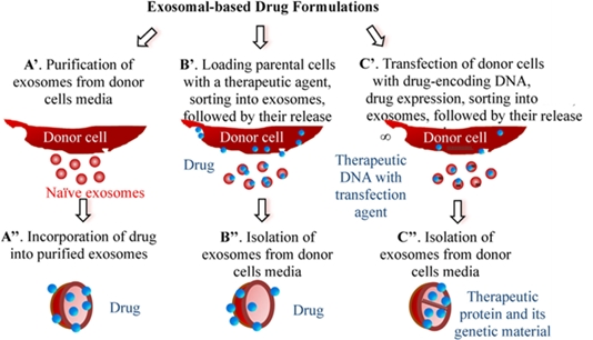 Different approached for drug loading into exosomes.