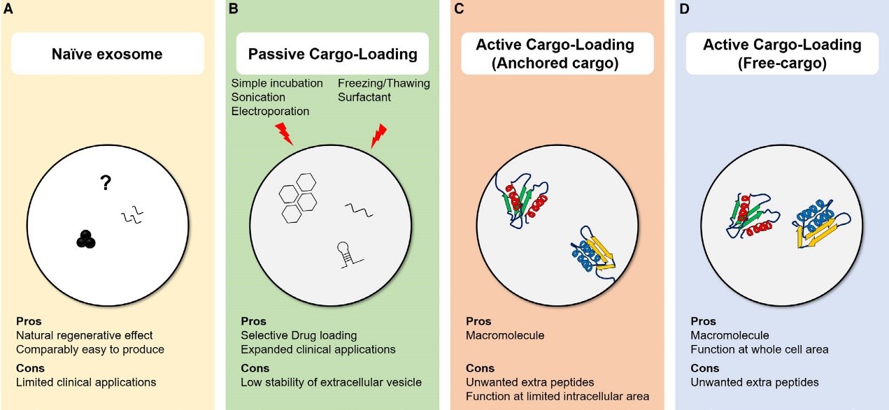 Exosome engineering methods for encapsulation of therapeutic agents.