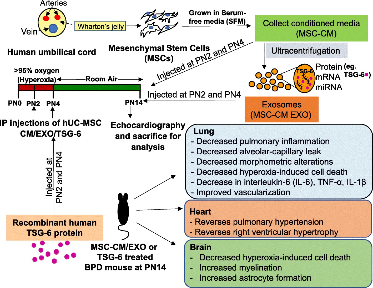 Schematic representation of MSC-CM/EXO/TSG-6 treatment regimen and outcomes in the mouse model of BPD.