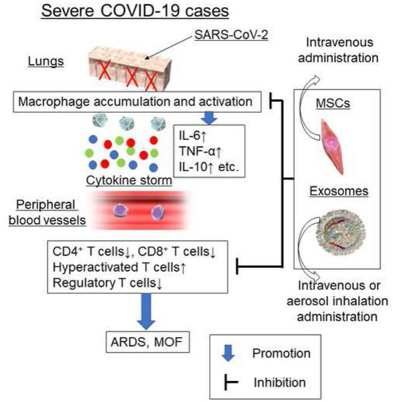 Putative mechanisms of MSCs and exosome therapy in severe COVID-19 cases.
