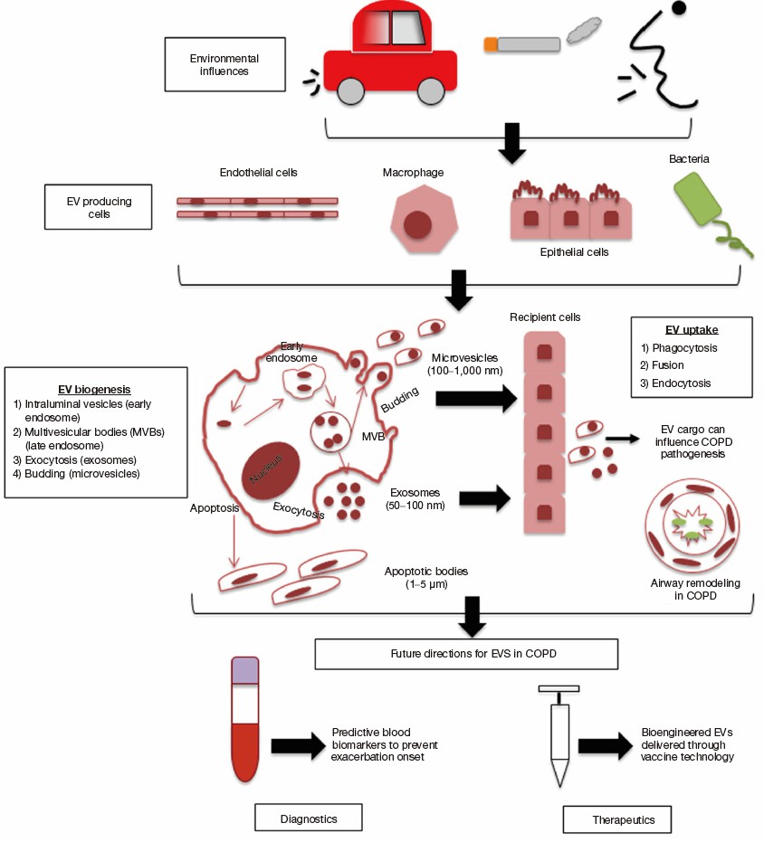Biogenesis of extracellular vesicles in relation to COPD.