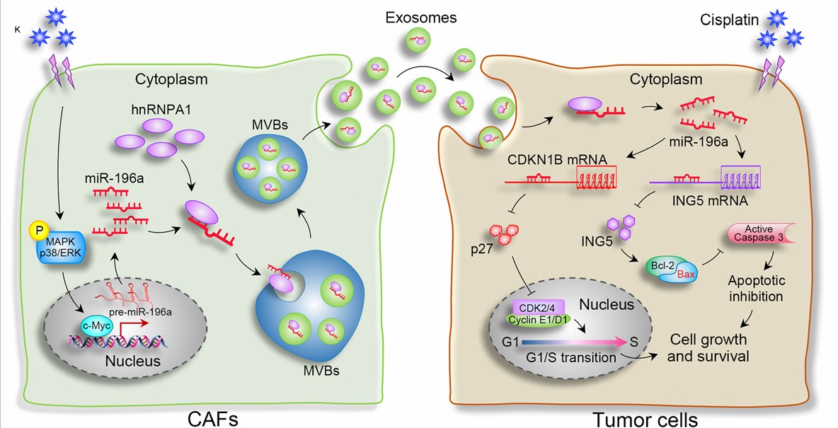 A proposed model illustrating the modulatory role of CAF-derived exosomal miR-196a in regulating HNC cell proliferation and cisplatin resistance.