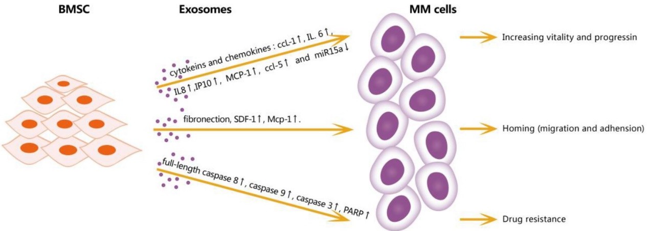 Effects of exosomes from BMSC in microenvironment on multiple myeloma cells.