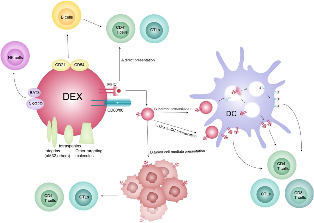 Dex interaction with immune cells.