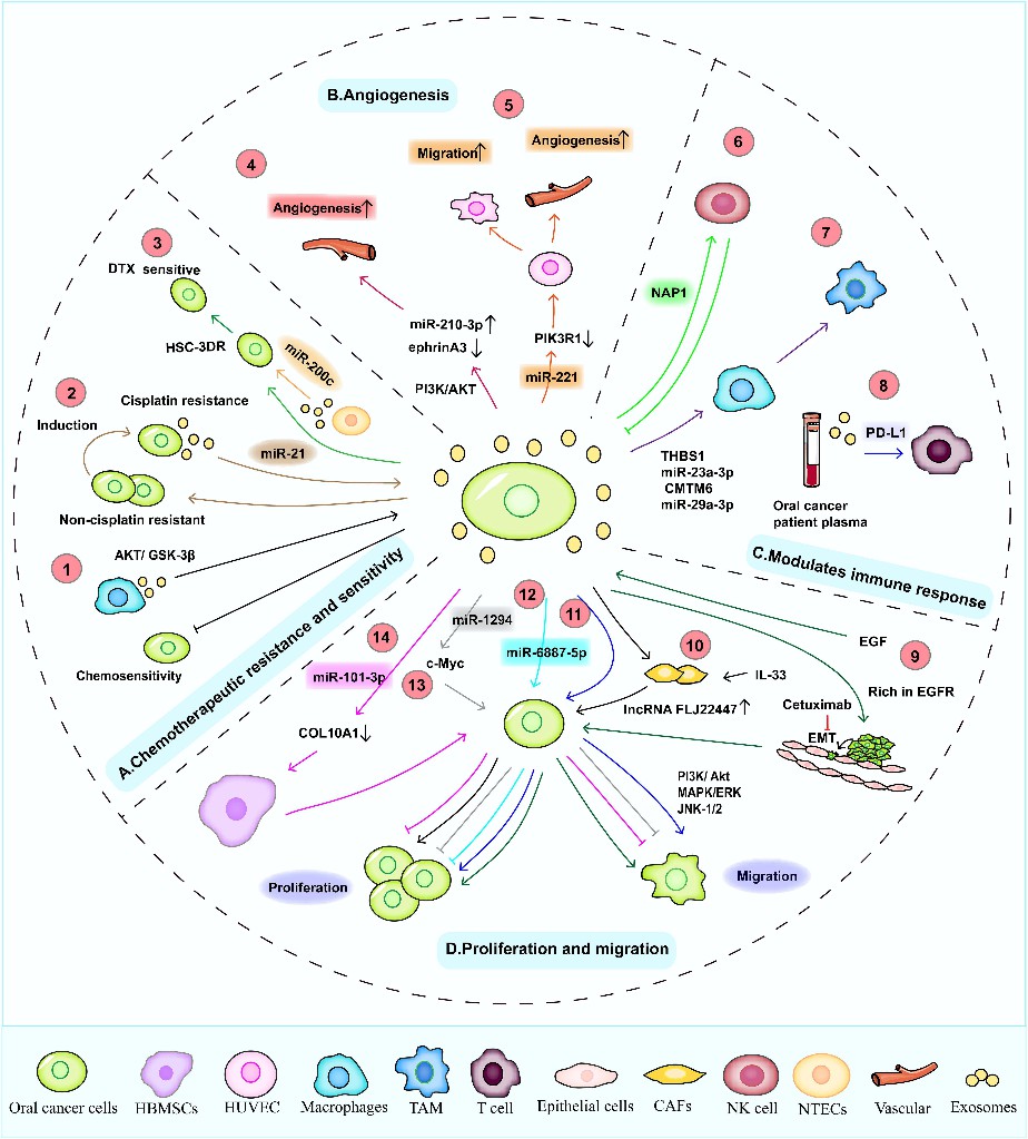 Summary of exosomes as potential targets for oral cancer therapy.