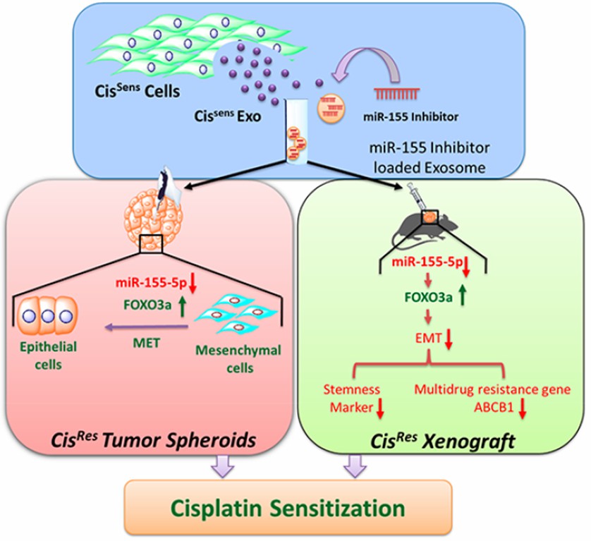  MiR-155 Inhibitor-Laden Exosomes Reverse Resistance to Cisplatin in a 3D Tumor Spheroid and Xenograft Model of Oral Cancer.