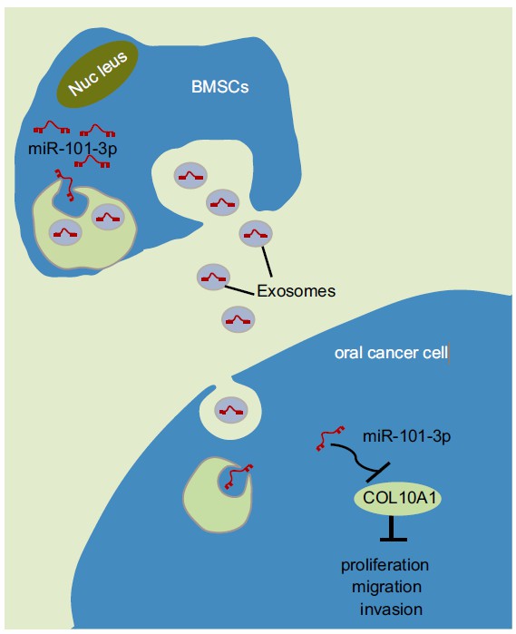 Exosomes derived from microRNA-101-3p-overexpressing hBMSCs suppress OC cell proliferation, invasion, and migration.