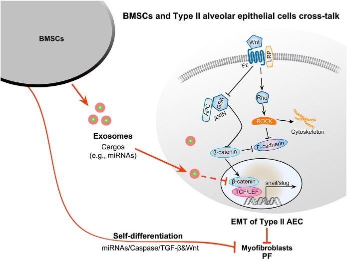 Therapeutic potential of BMSC-derived exosomes for PF and the potential molecular mechanisms.