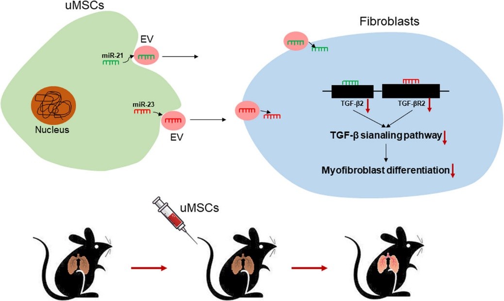 uMSC-EVs alleviated pulmonary fibrosis by inhibiting myofibroblast differentiation.