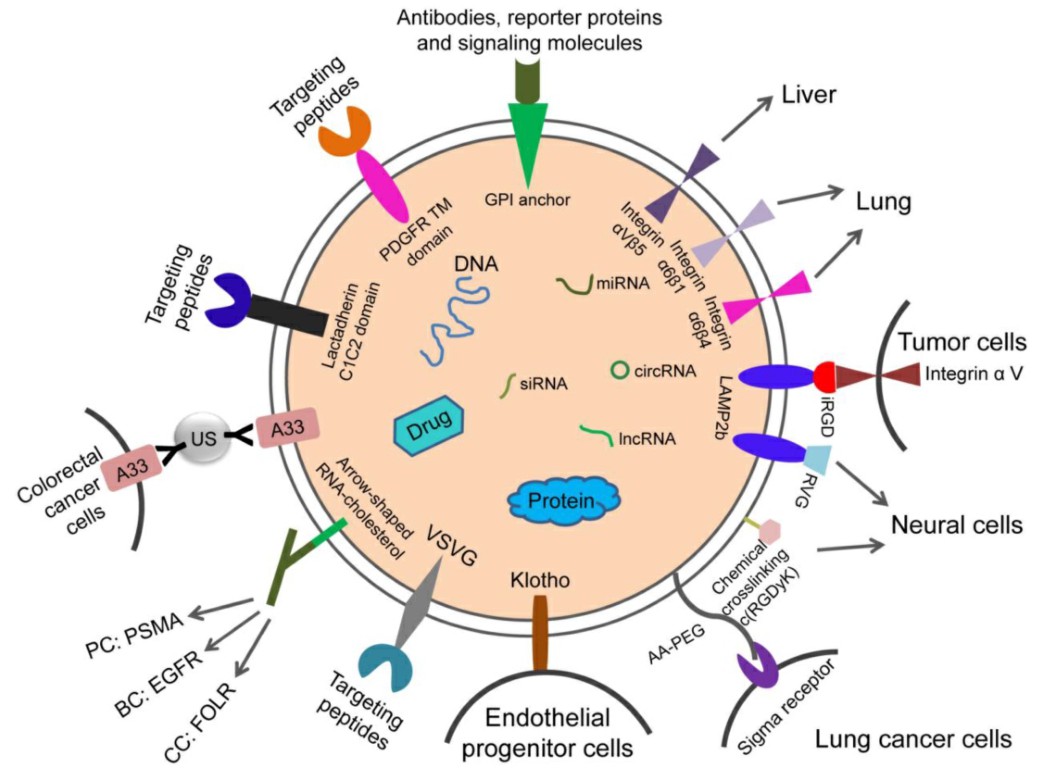 Design strategies for therapeutic exosome targeting.