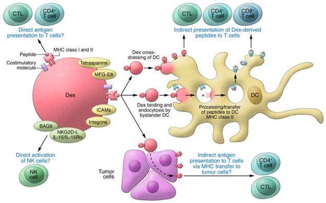 Dex interactions with immune cells.