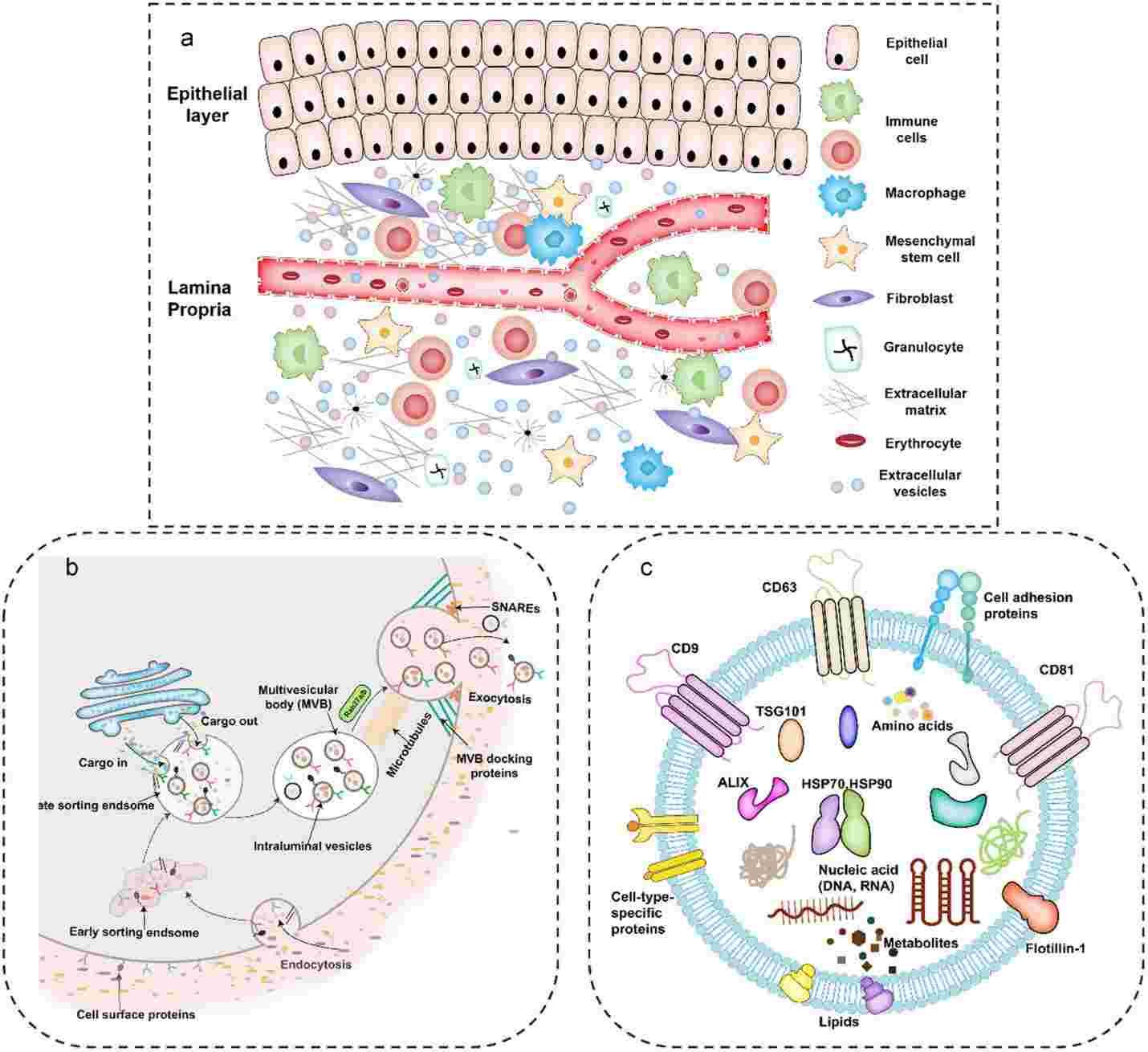 Biogenesis and identification of tissue-derived EVs (Ti-EVs).