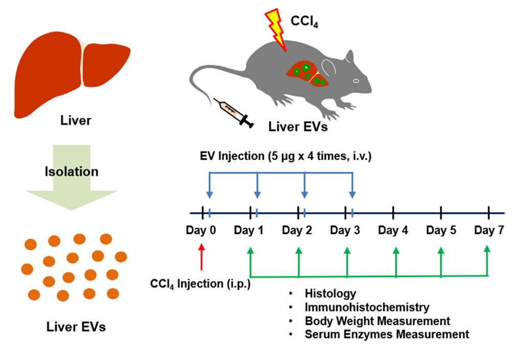 Liver tissue exosomes accelerate recovery of hepatic necrosis.