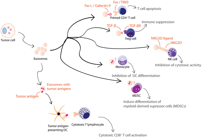 Tumor cell-derived exosomes regulate immunity. (Zhang, et al., 2014)