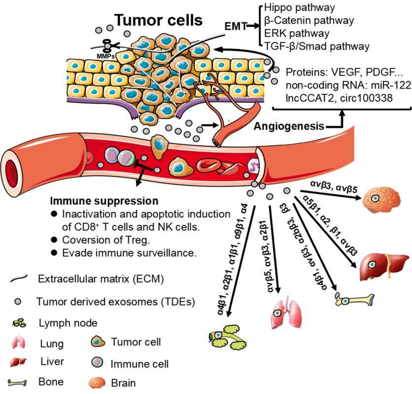 Fig.1 Tumour-derived exosomes (TDEs) promote tumor metastasis.