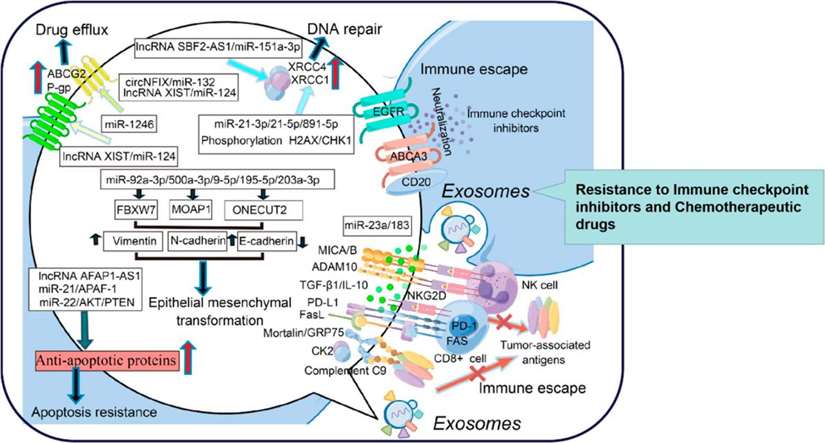 Fig.1 The role of exosomes in promoting drug resistance in tumor cells.