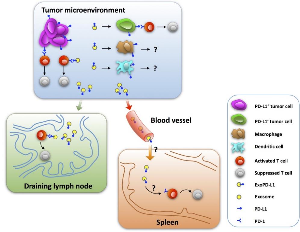 PD-L1 in exosomes induces immunosuppression. (Zhou, et al., 2020)