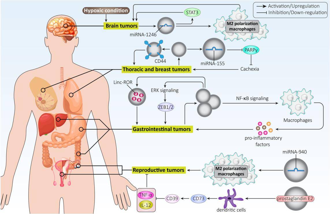 Tumor-derived exosomes and their role in cancer progression.