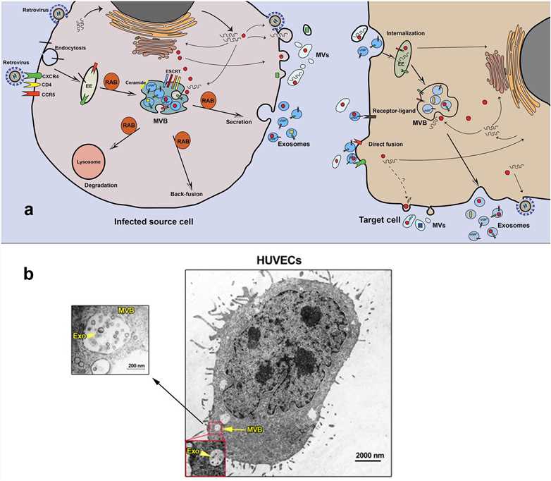 Exosomes from virus-infected cells. (Rezaie, et al., 2021)
