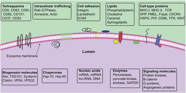 The surface and lumen of exosomes. (Rezaie, et al., 2021)